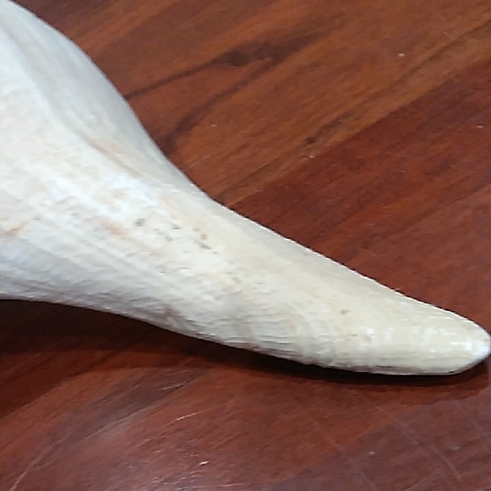 Large White Seashell Decor - Picture 4 of 9